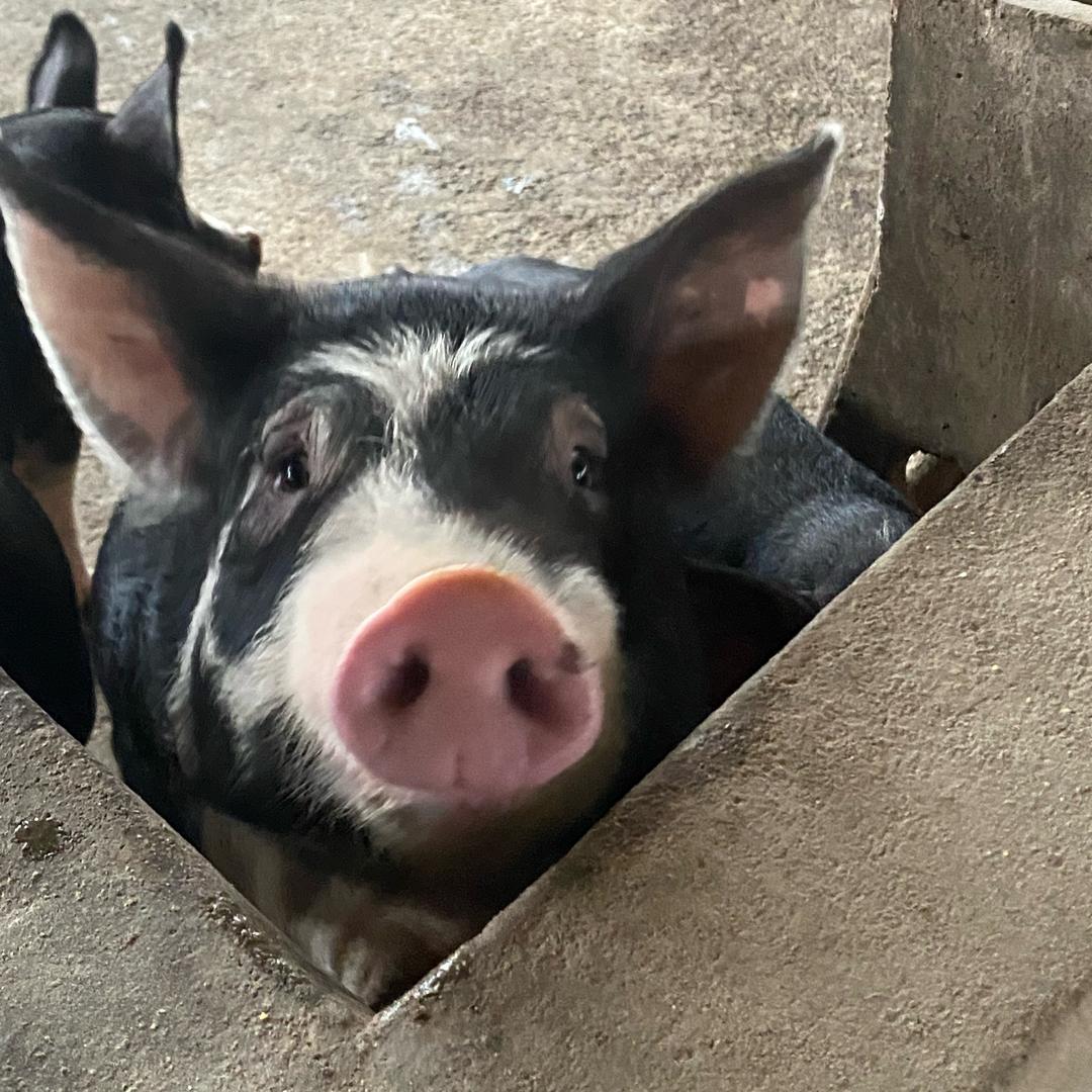 巴克夏瑞康养殖场