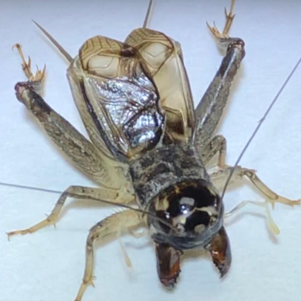 老红牙（小宁）