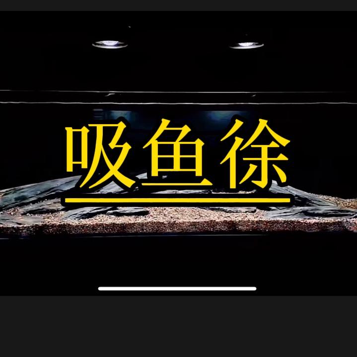 吸鱼徐呀