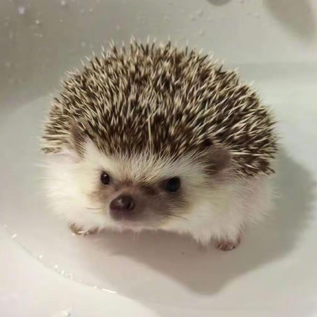 我的猫不理我