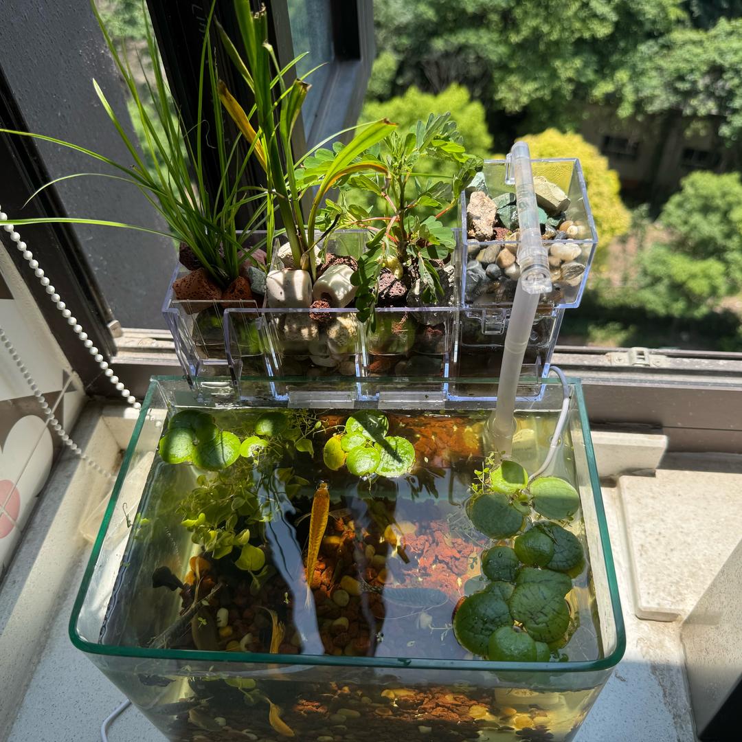 你的鱼儿