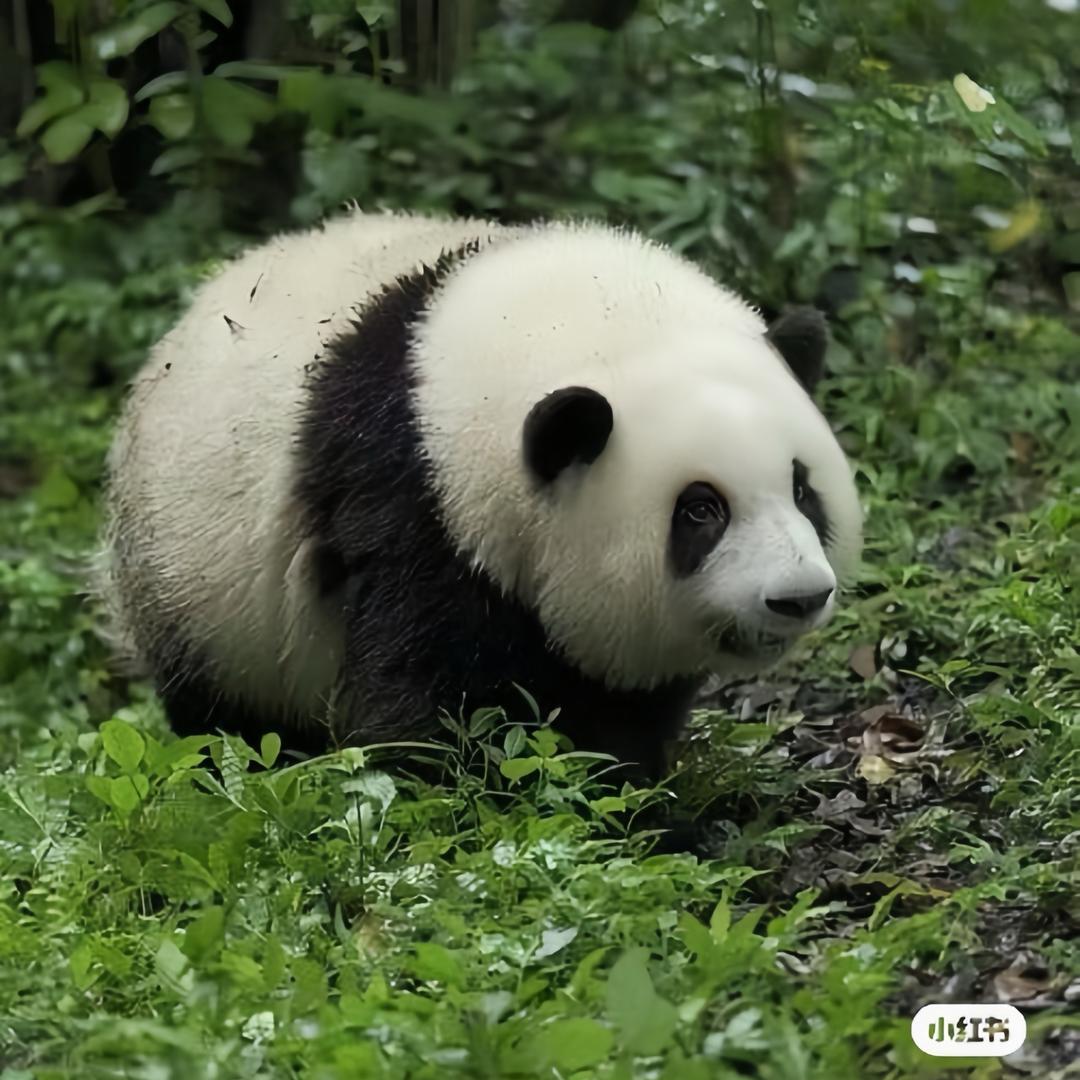啵啵熊
