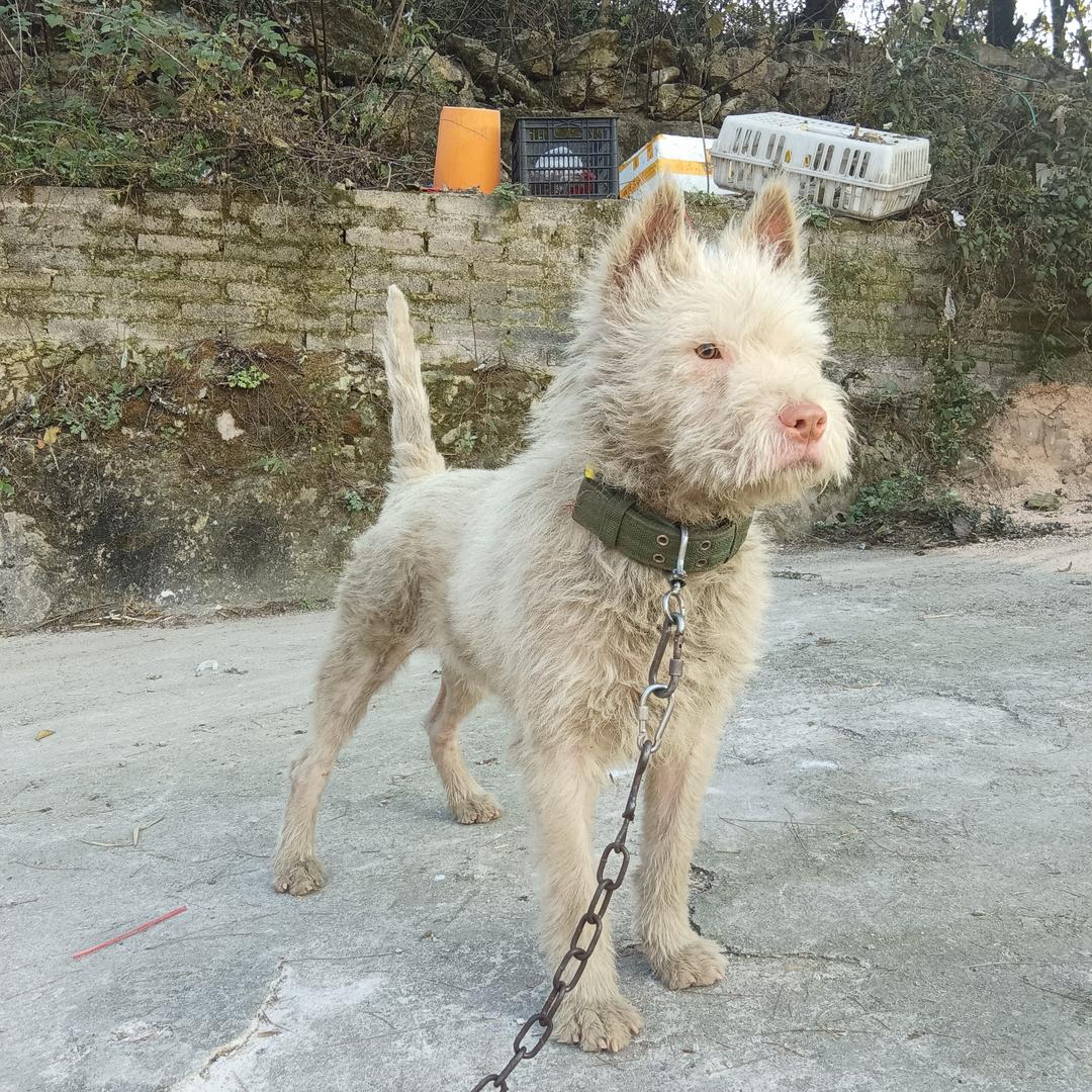 司下赶山人