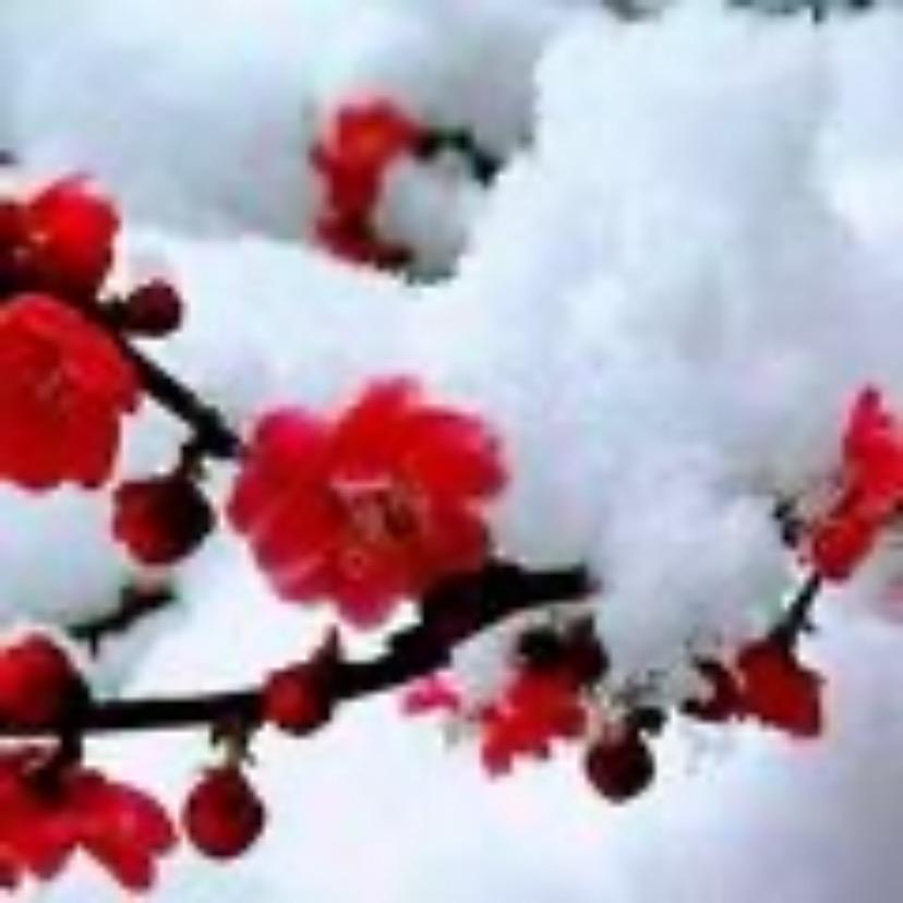开心快乐🌹
