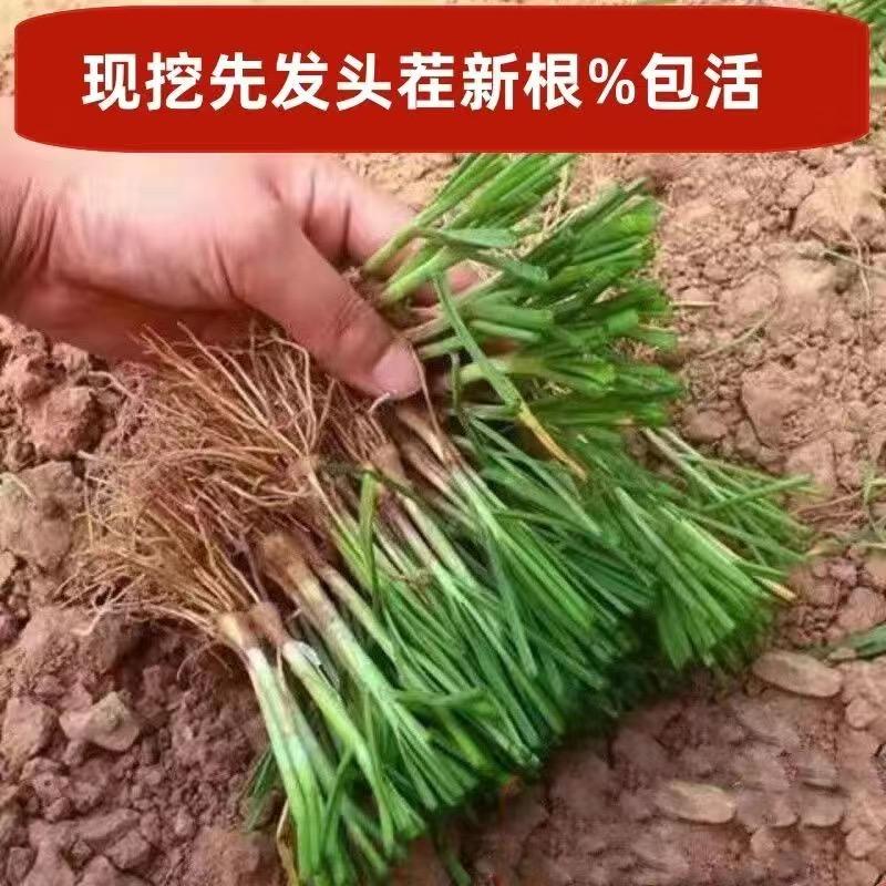 二姐花卉