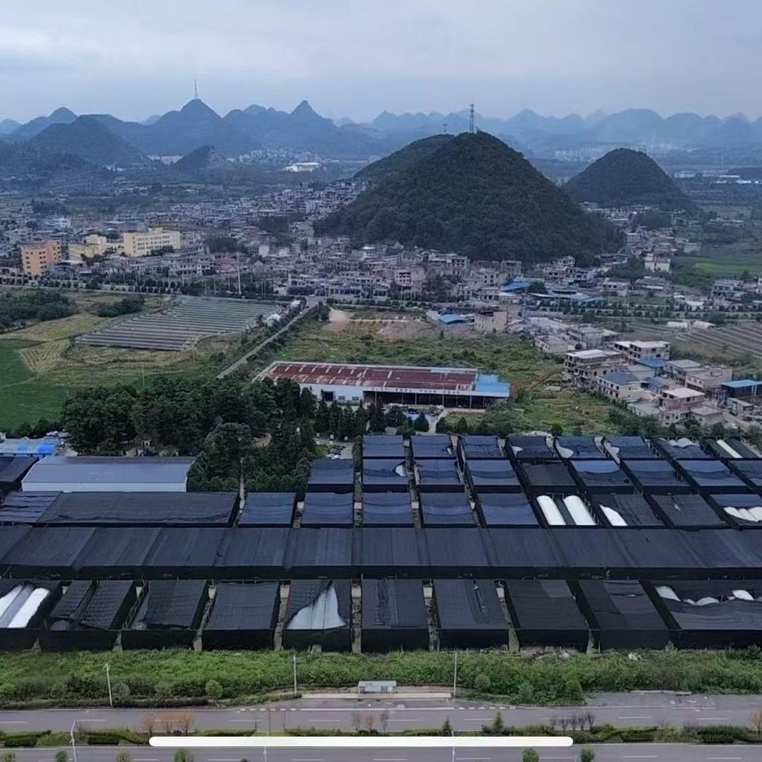 农业中药材种植