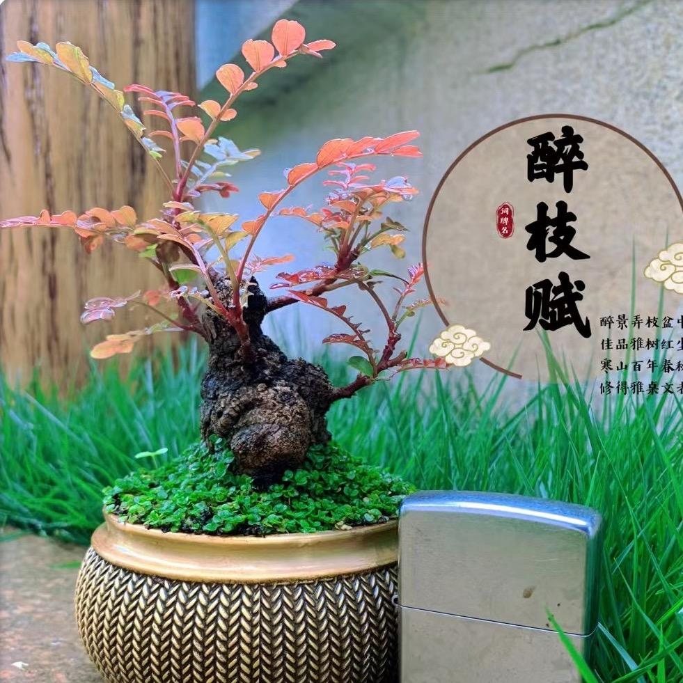 醉枝赋