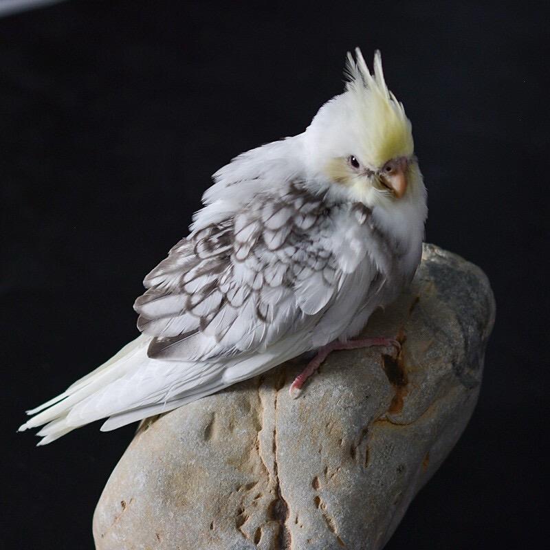 栗食谷宠物优品
