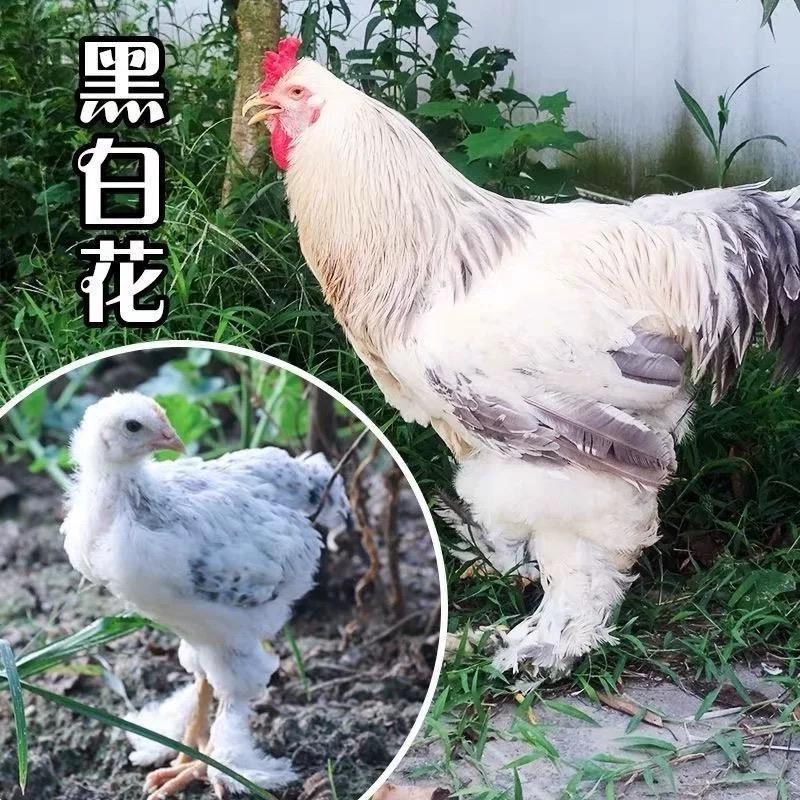 小鹅小鸭小鸡