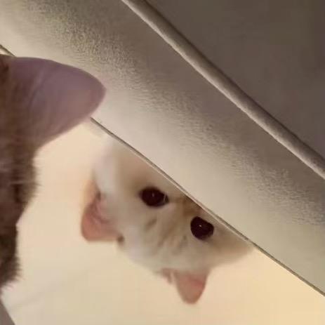 🐈（上学版🎒