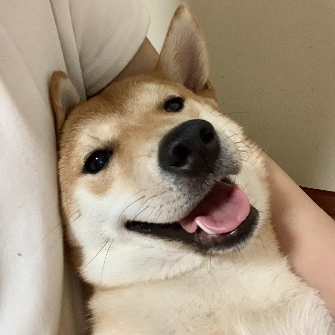 ππ爱吃零食（测评版）