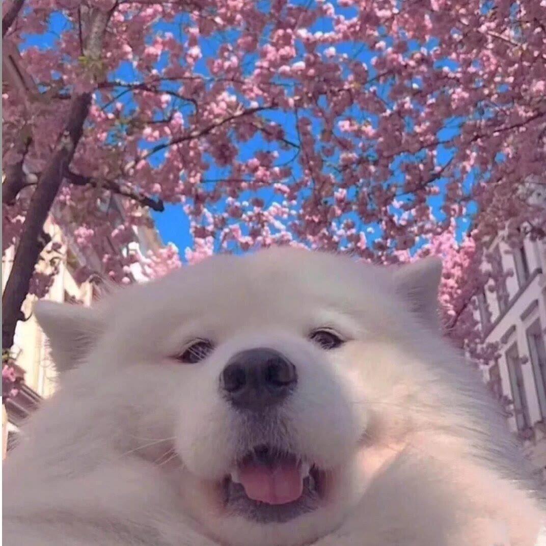 热心市民唐先生🌸