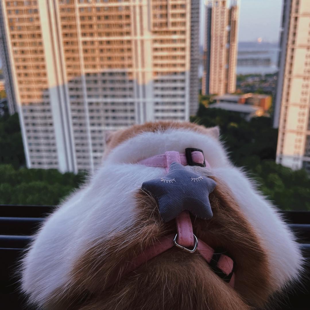 盐青.
