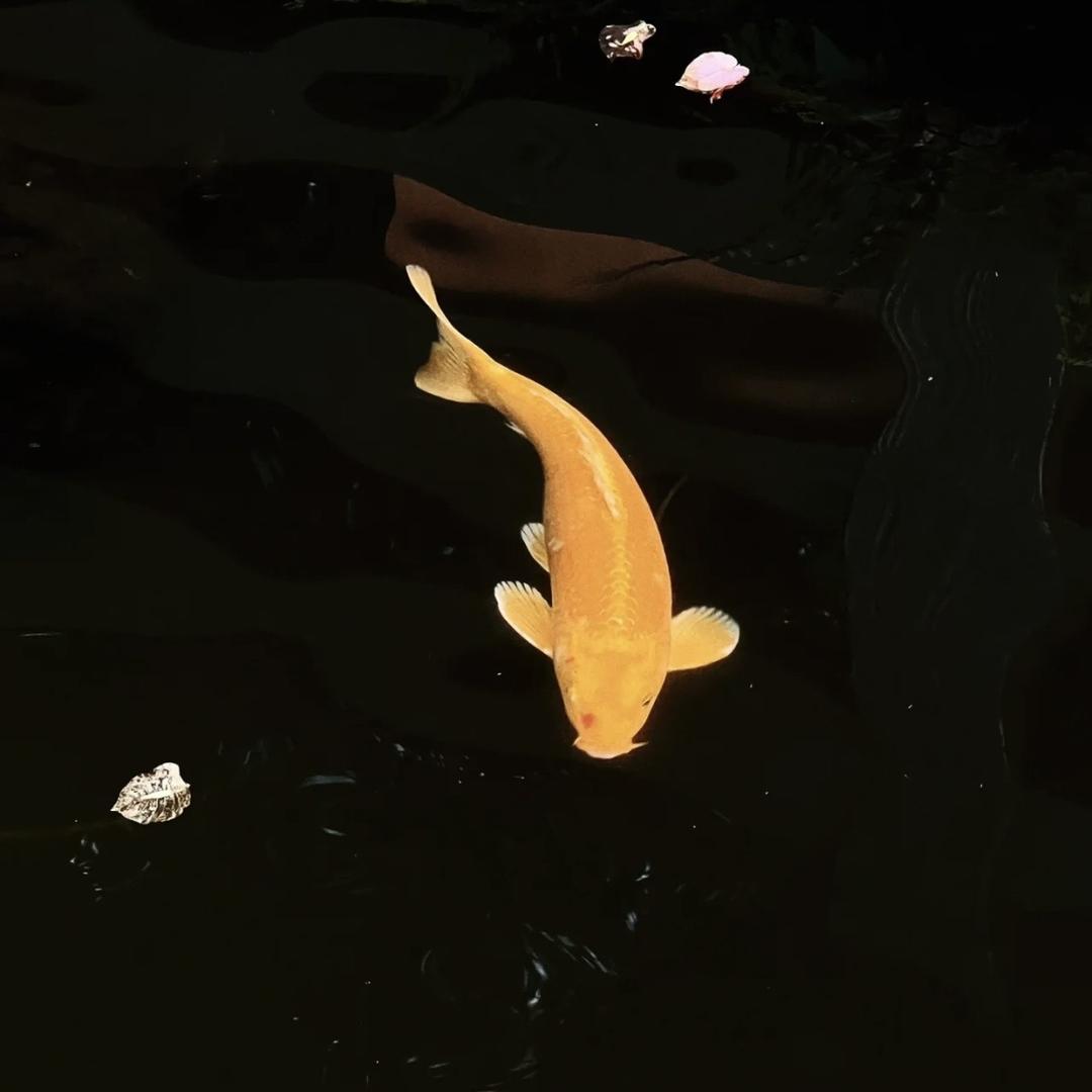 沭瑶