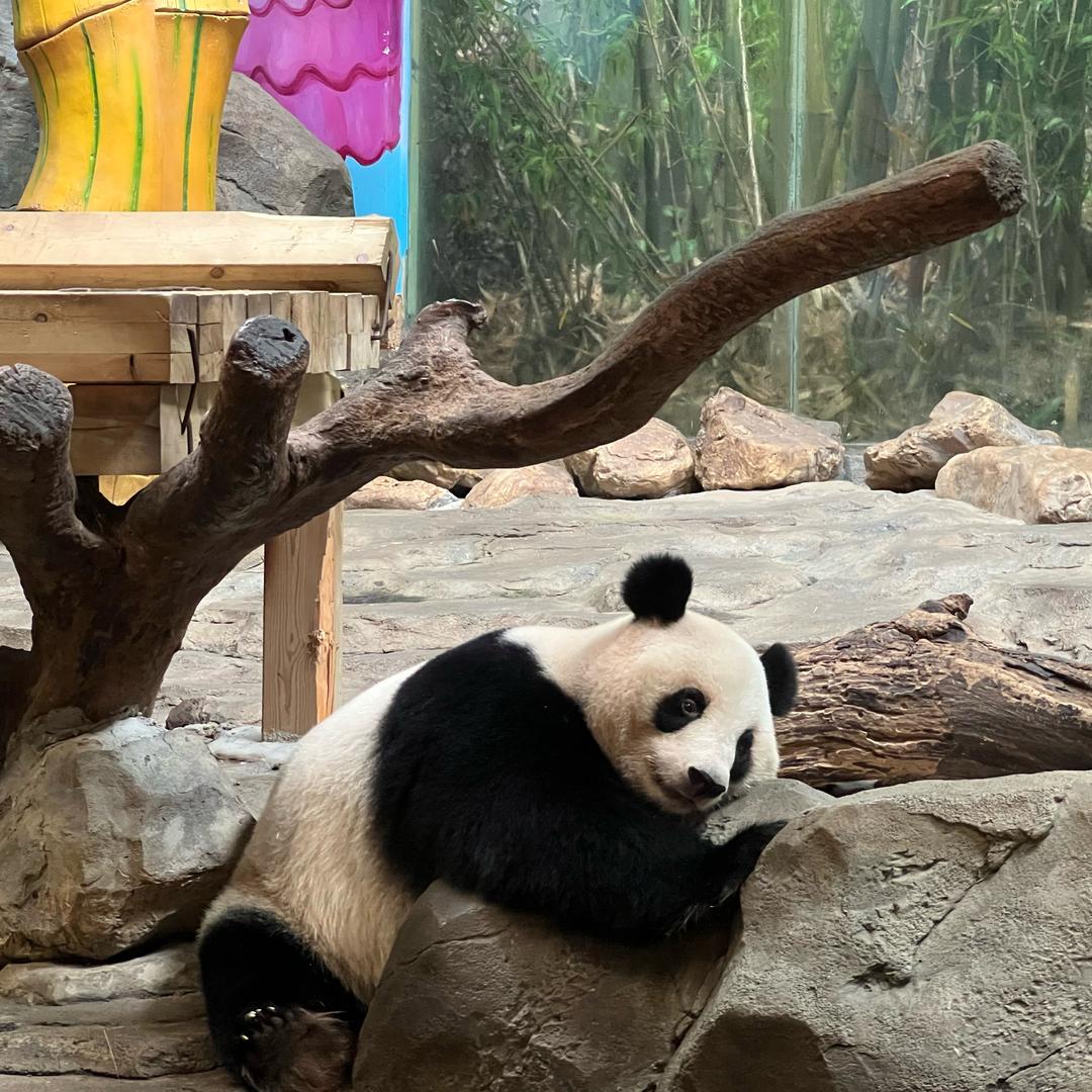 小英