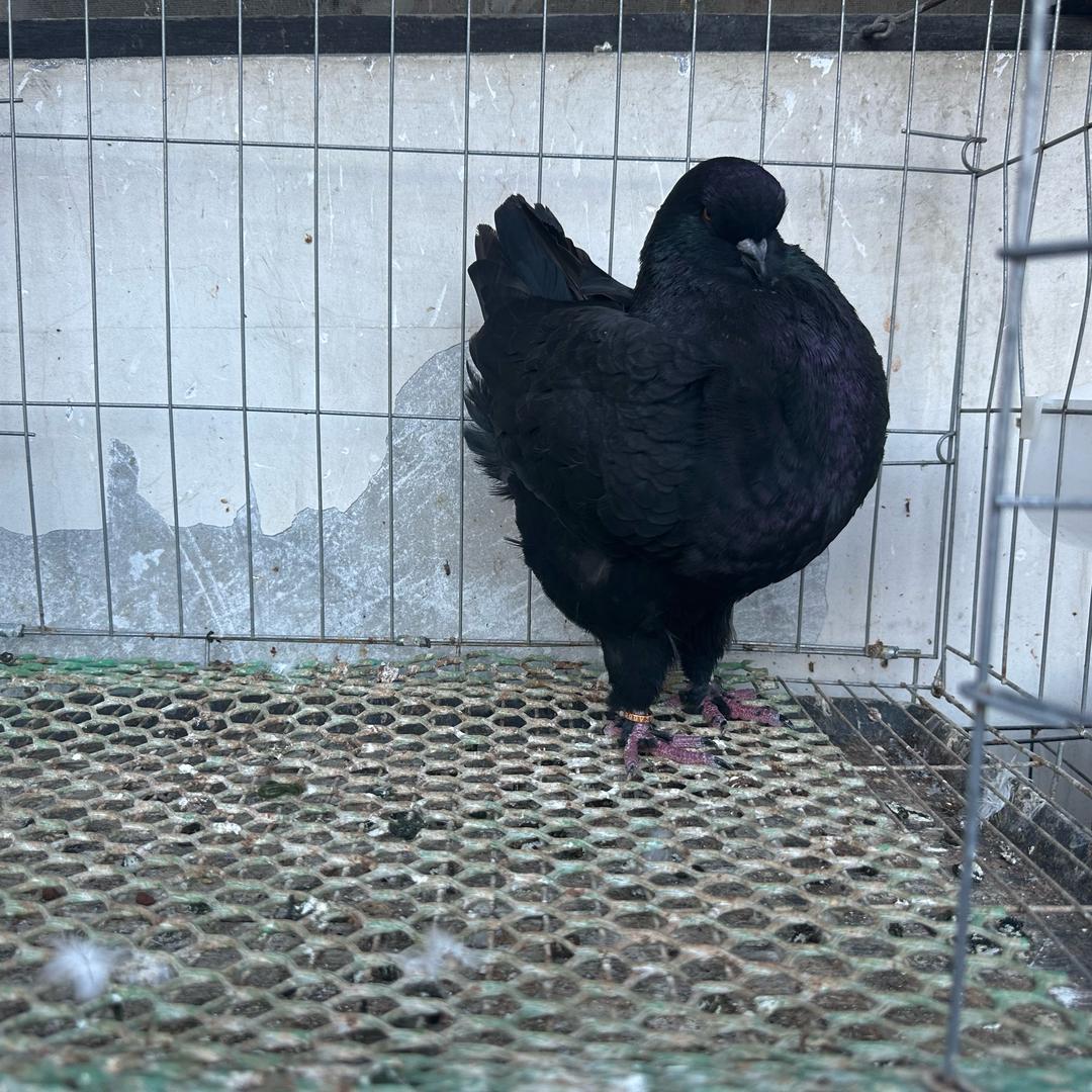 蚌埠羽杰🕊️精品圆环鸽