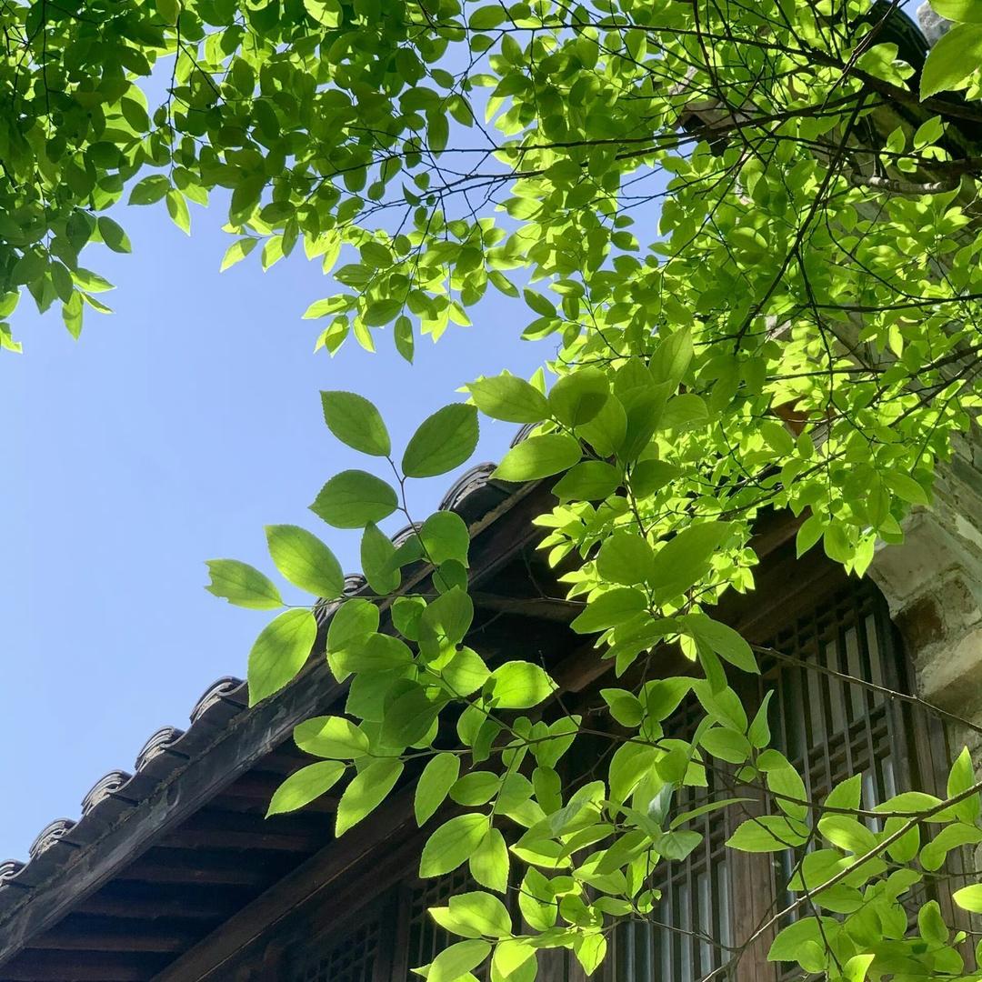 来自芳头护养发