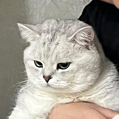 胖胖是只猫