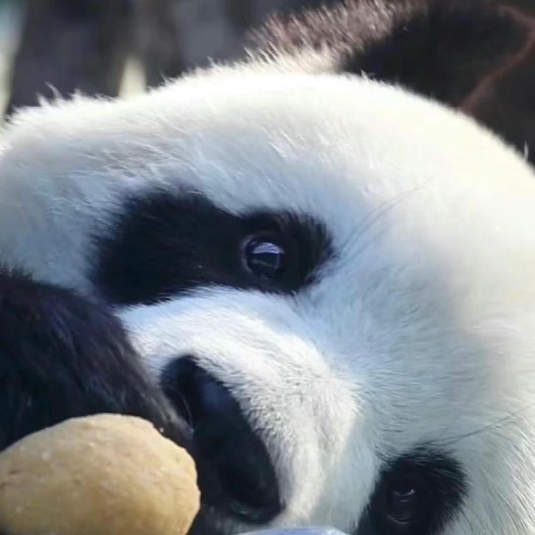 小点点熊