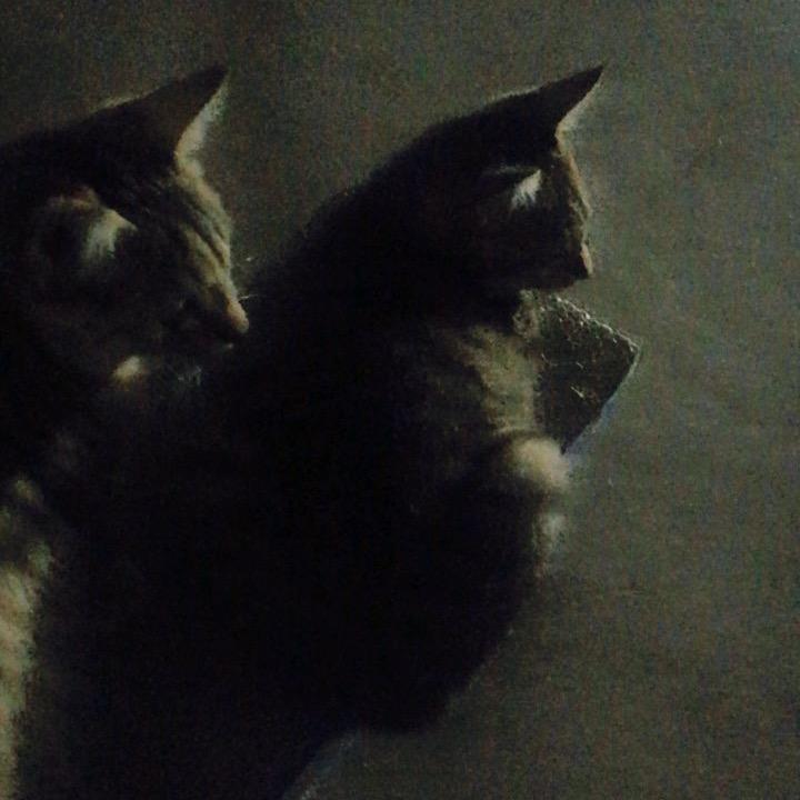 猫头