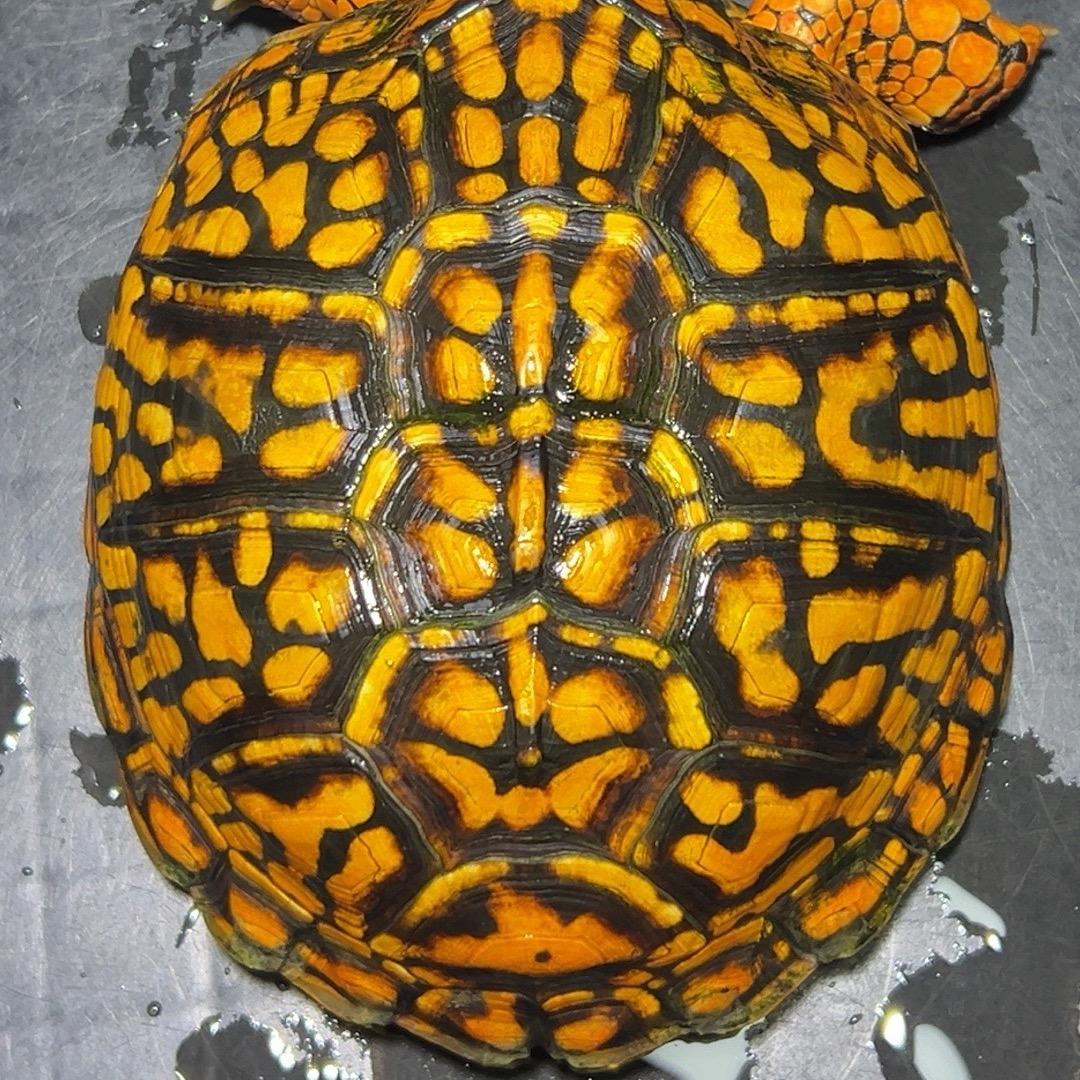 箱龟翠花龟业（东箱佛箱三趾）回收全品类高