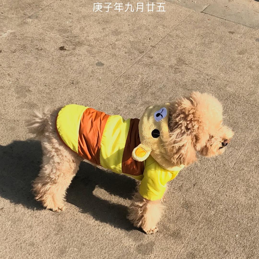 🐯丿王豆豆灬