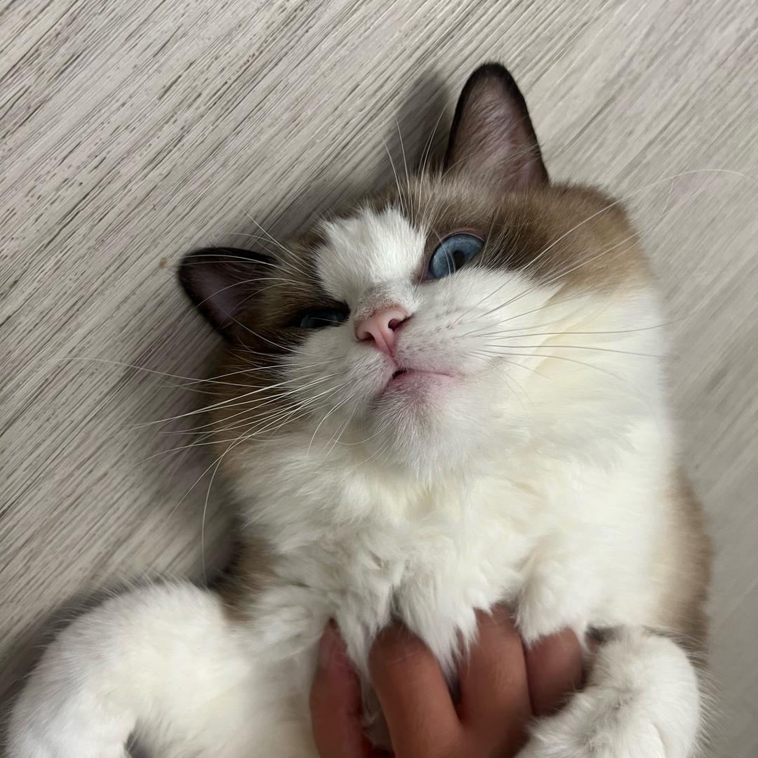 三只喵