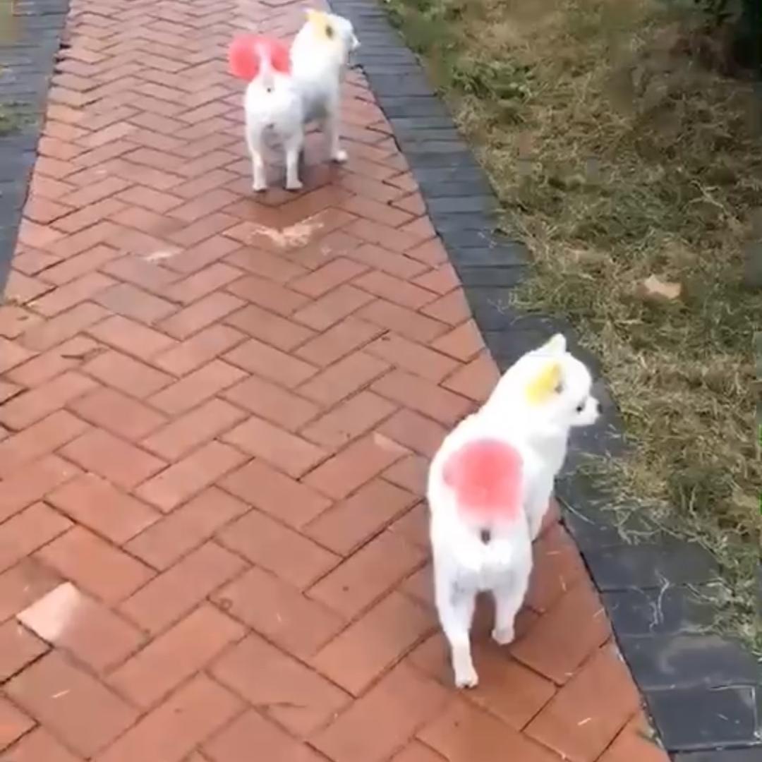 博美豆豆糖糖的一家