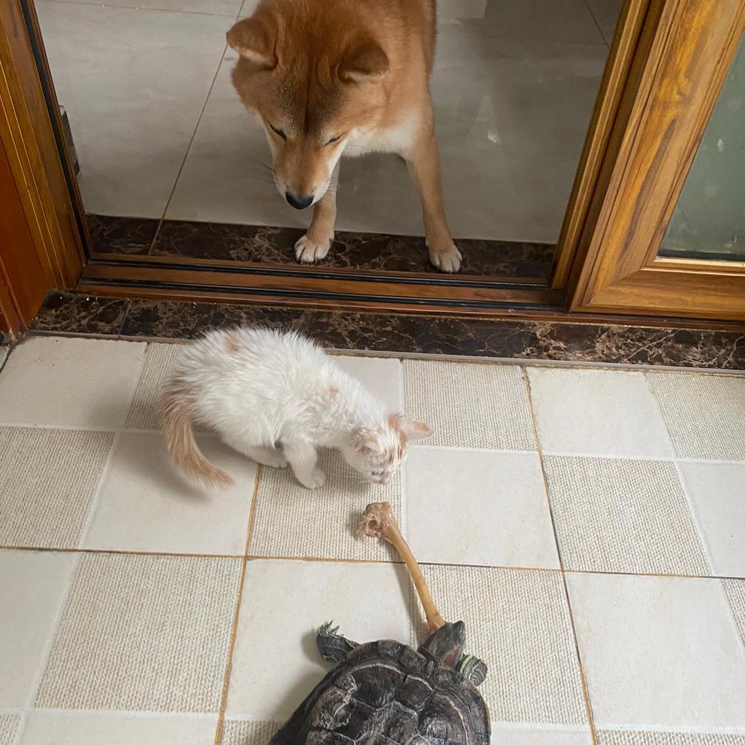 仨神兽的日常🐶😺🐢