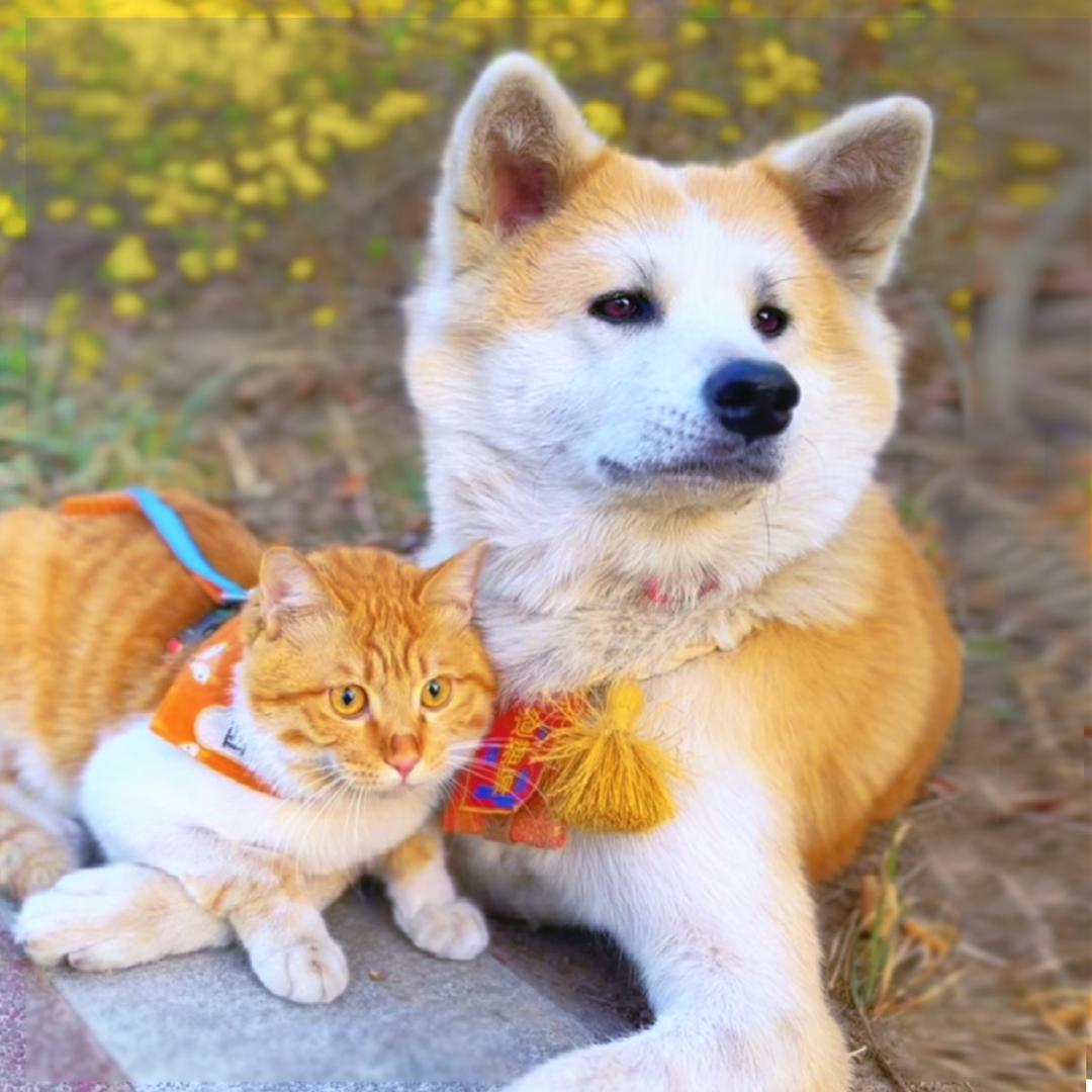 秋天会遛猫（🐈四月）