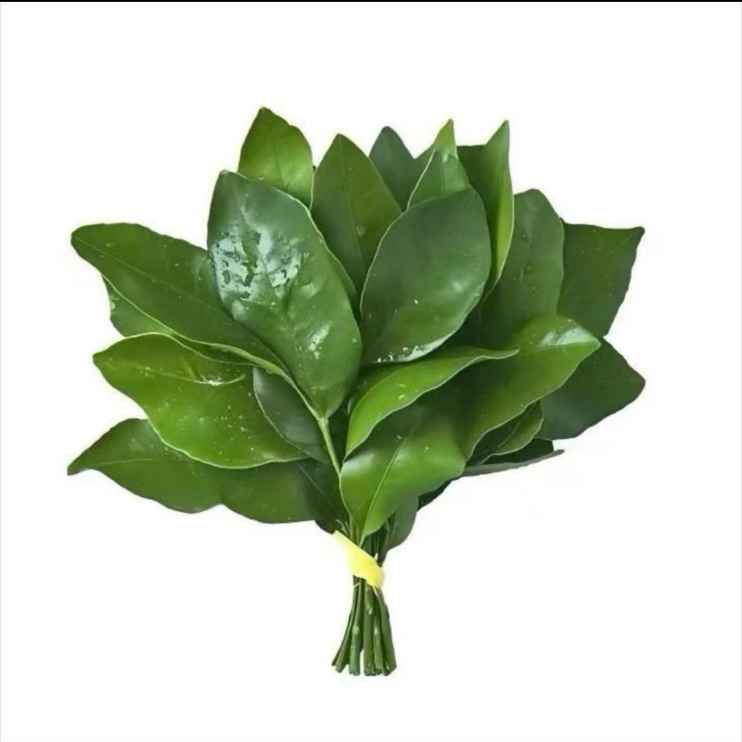 恬菟w
