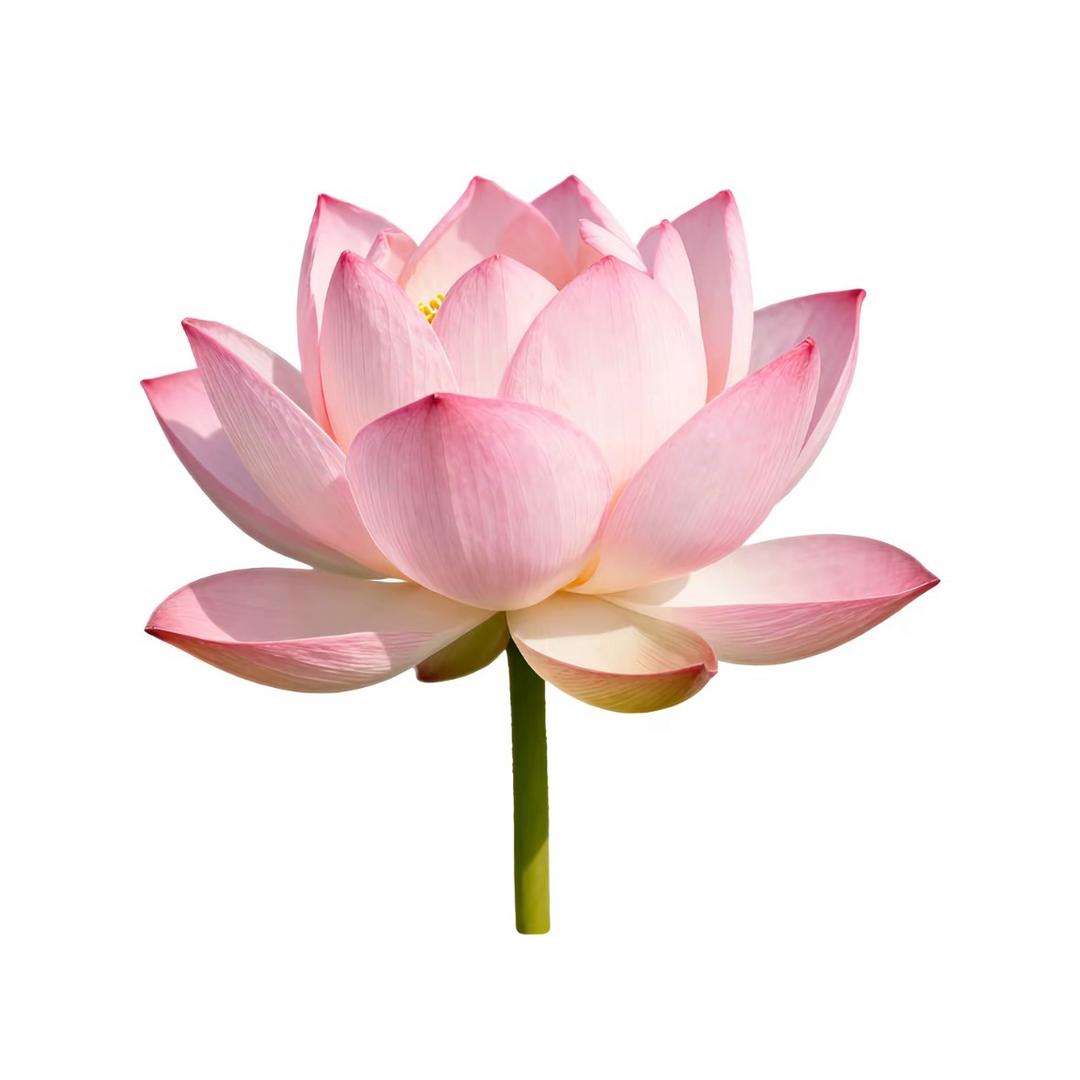 不爱喝水