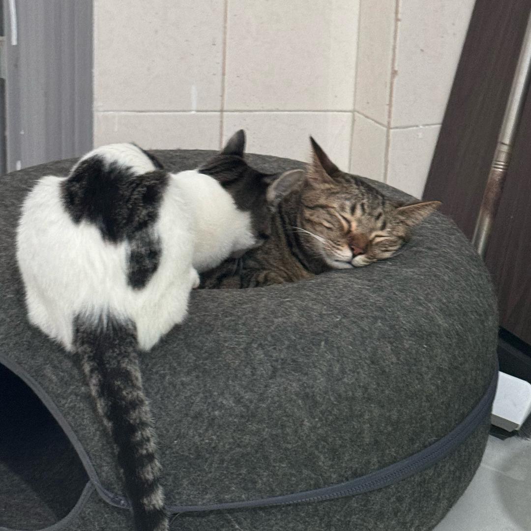 抓住一只fafa 🌸