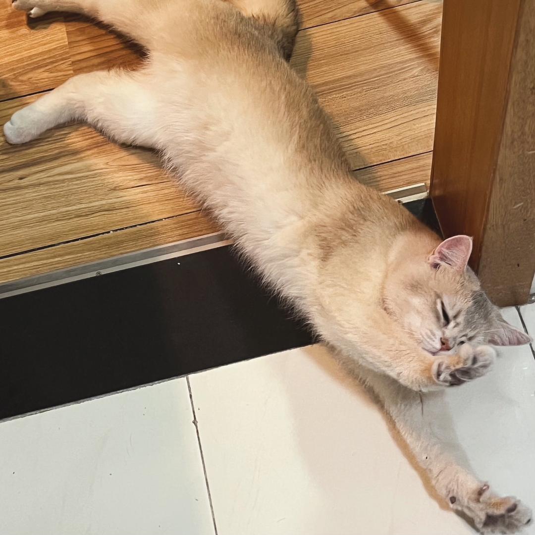 小猫Kimi头像