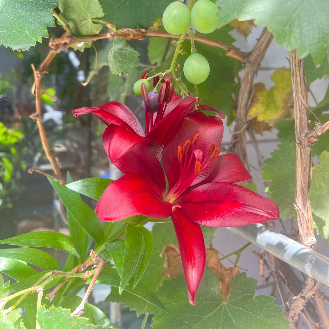 吻过🌈的云朵⛅️