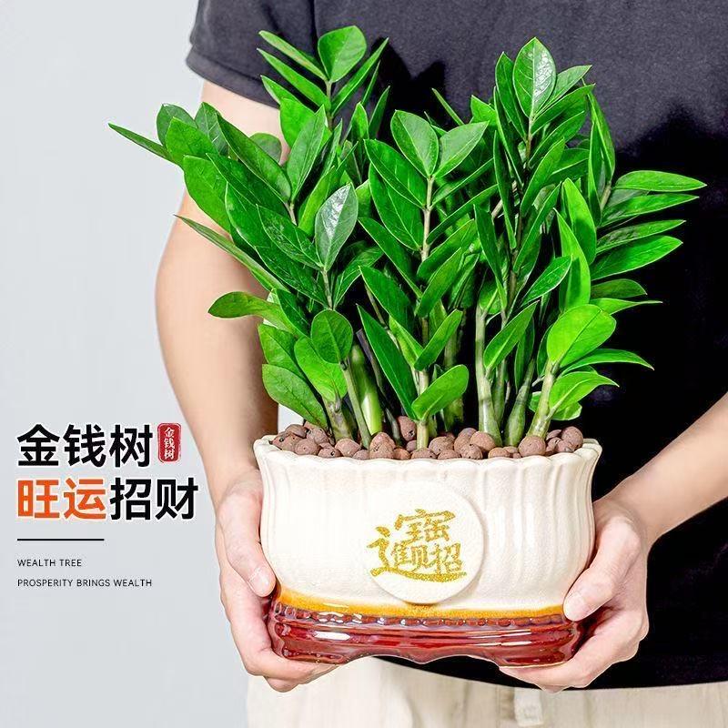 花不尽花卉