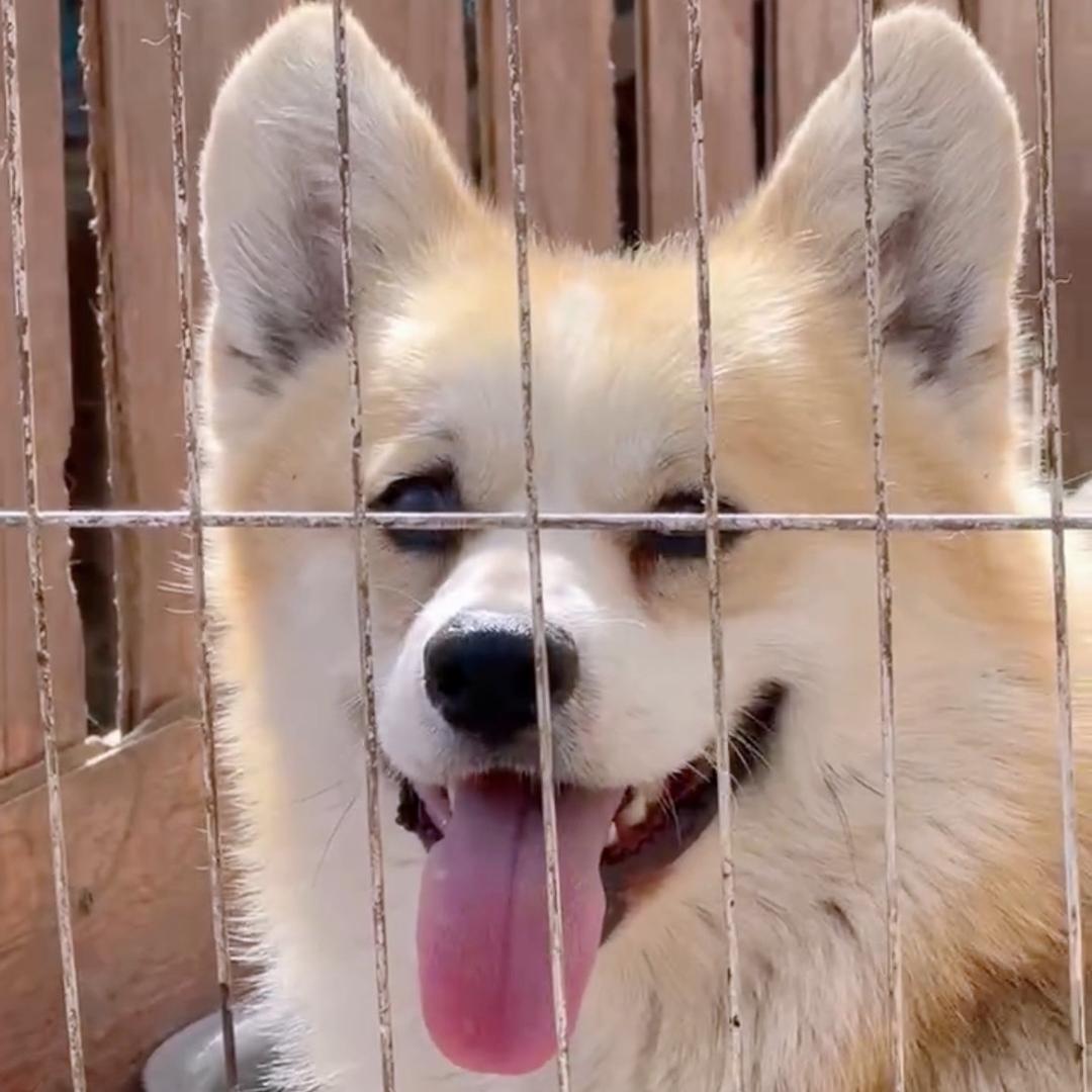 小雨柯基犬舍