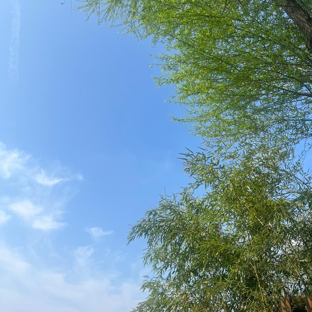 初见🌸