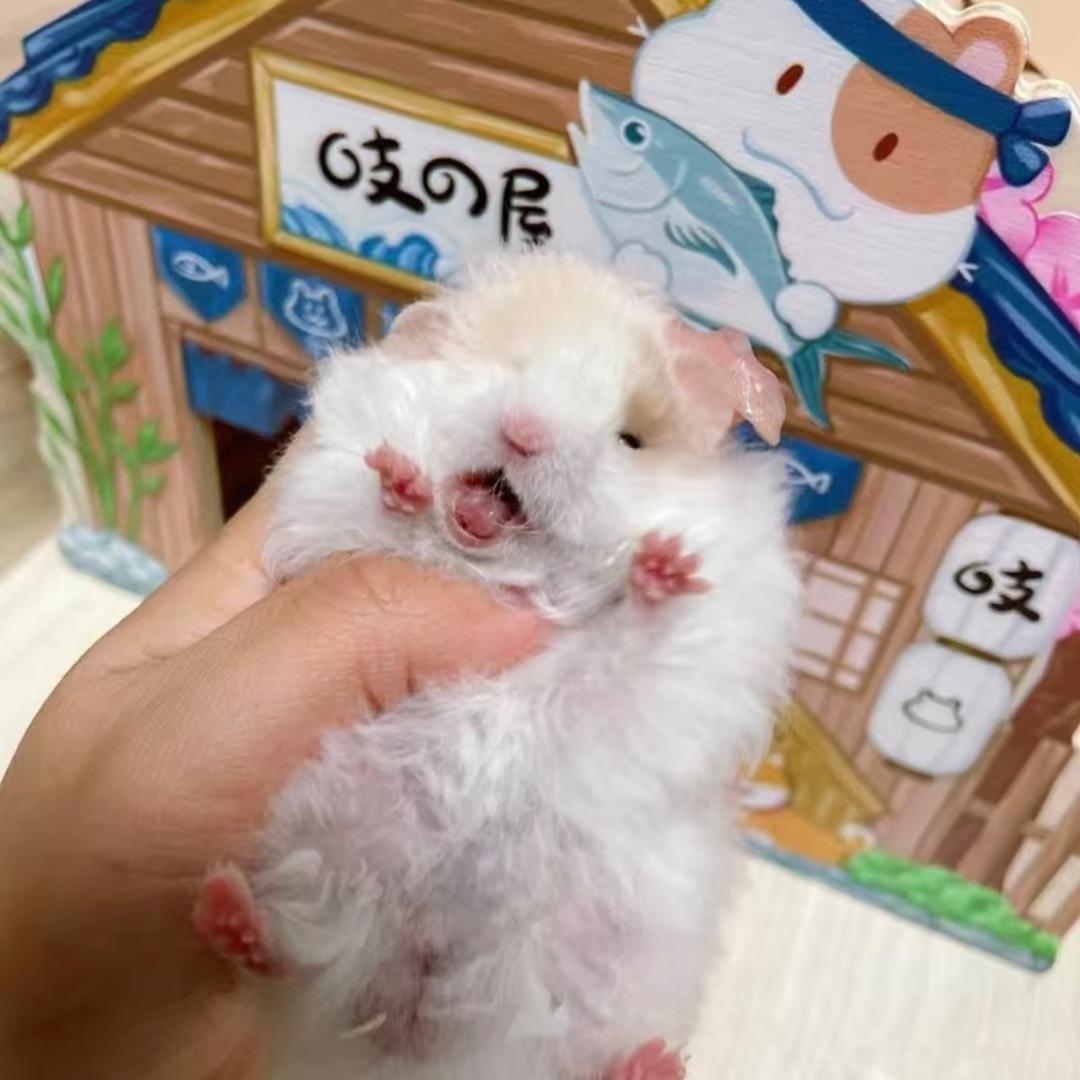 熊熊萌宠（出熊）