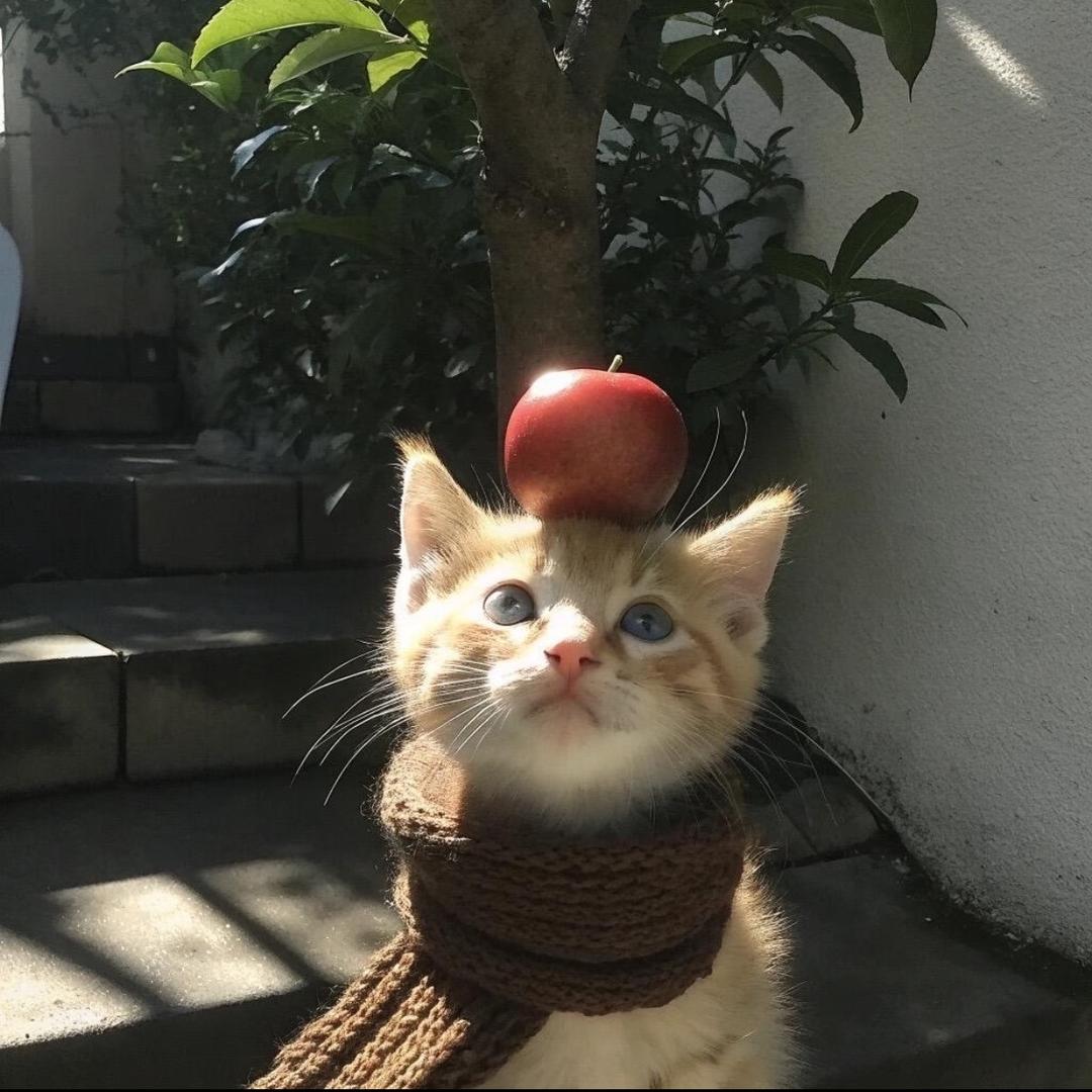 葡萄籽