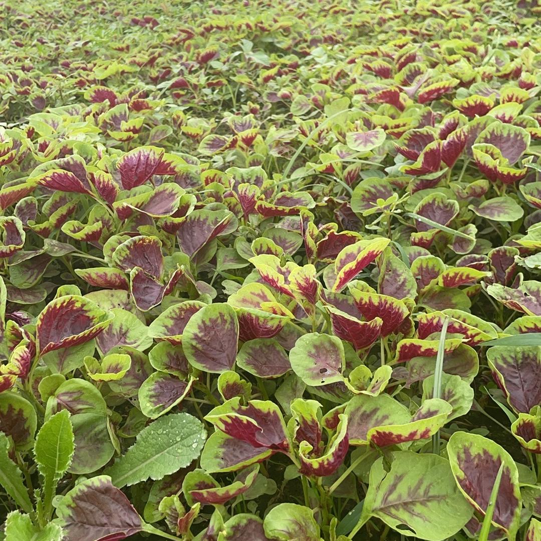 至简农产品生鲜到家