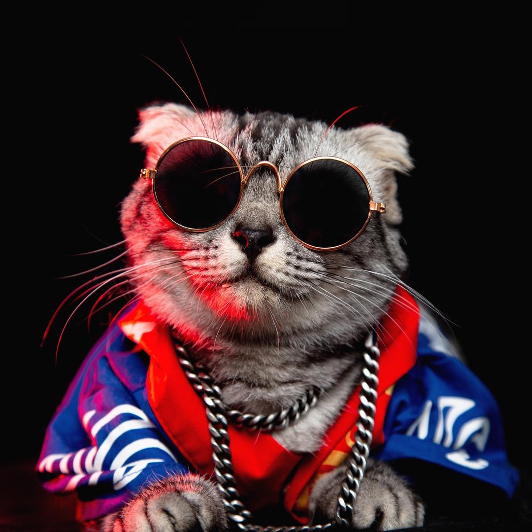 重庆摸凹猫