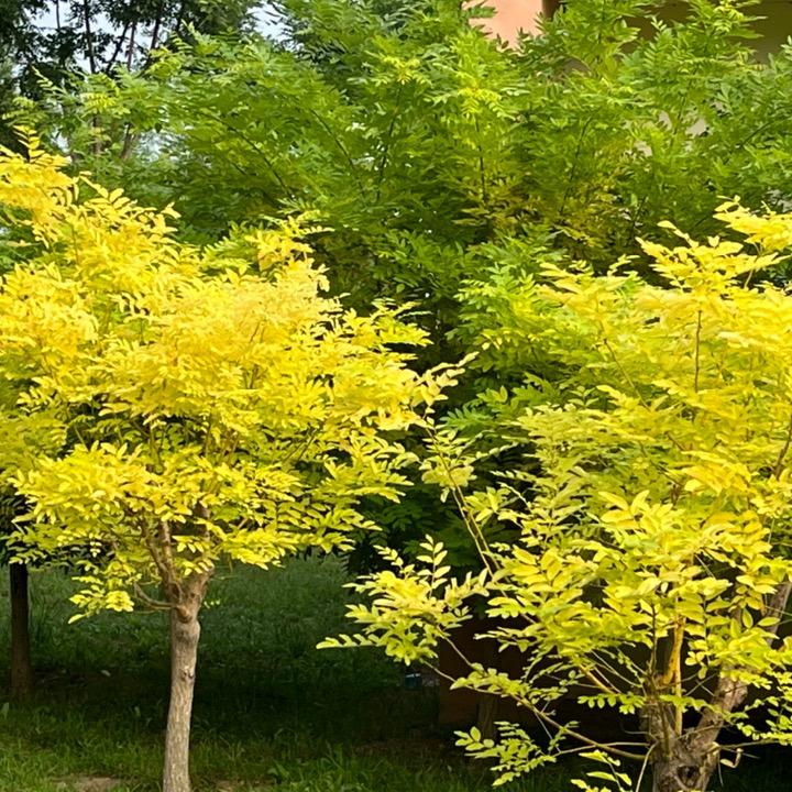 墨琛