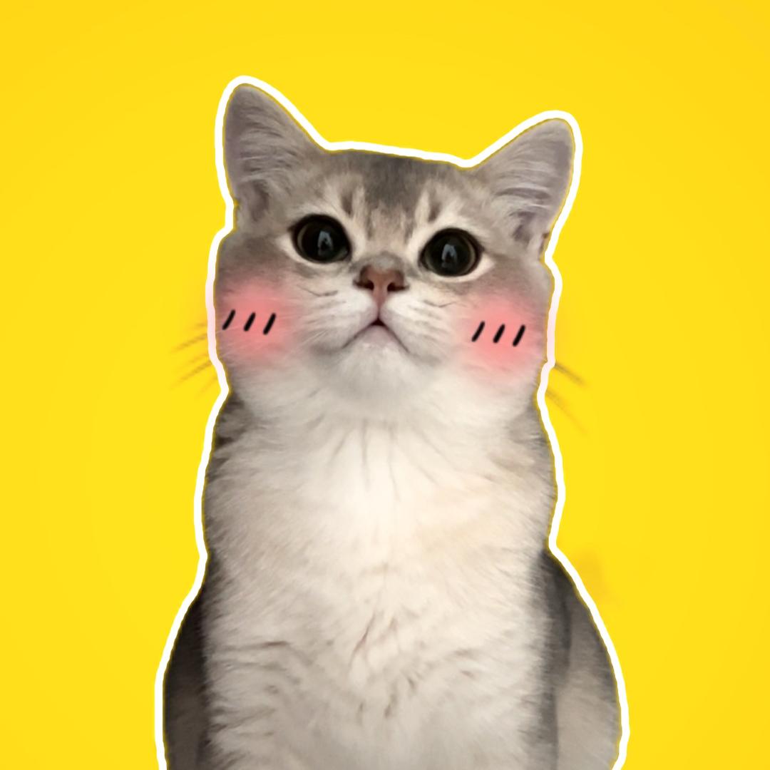 大头不愁🐈