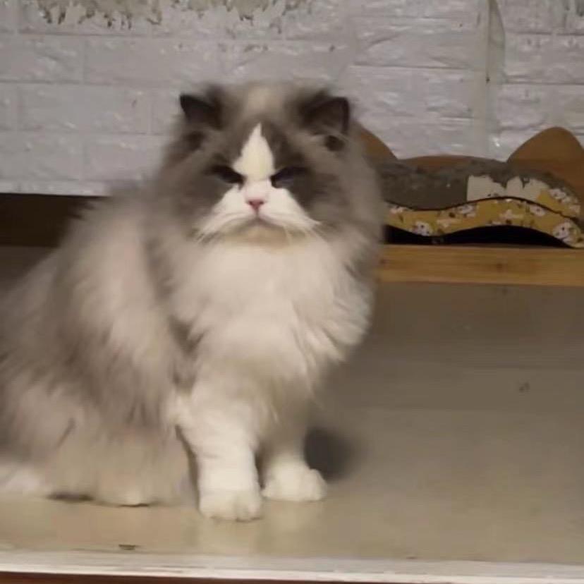 中华布偶猫
