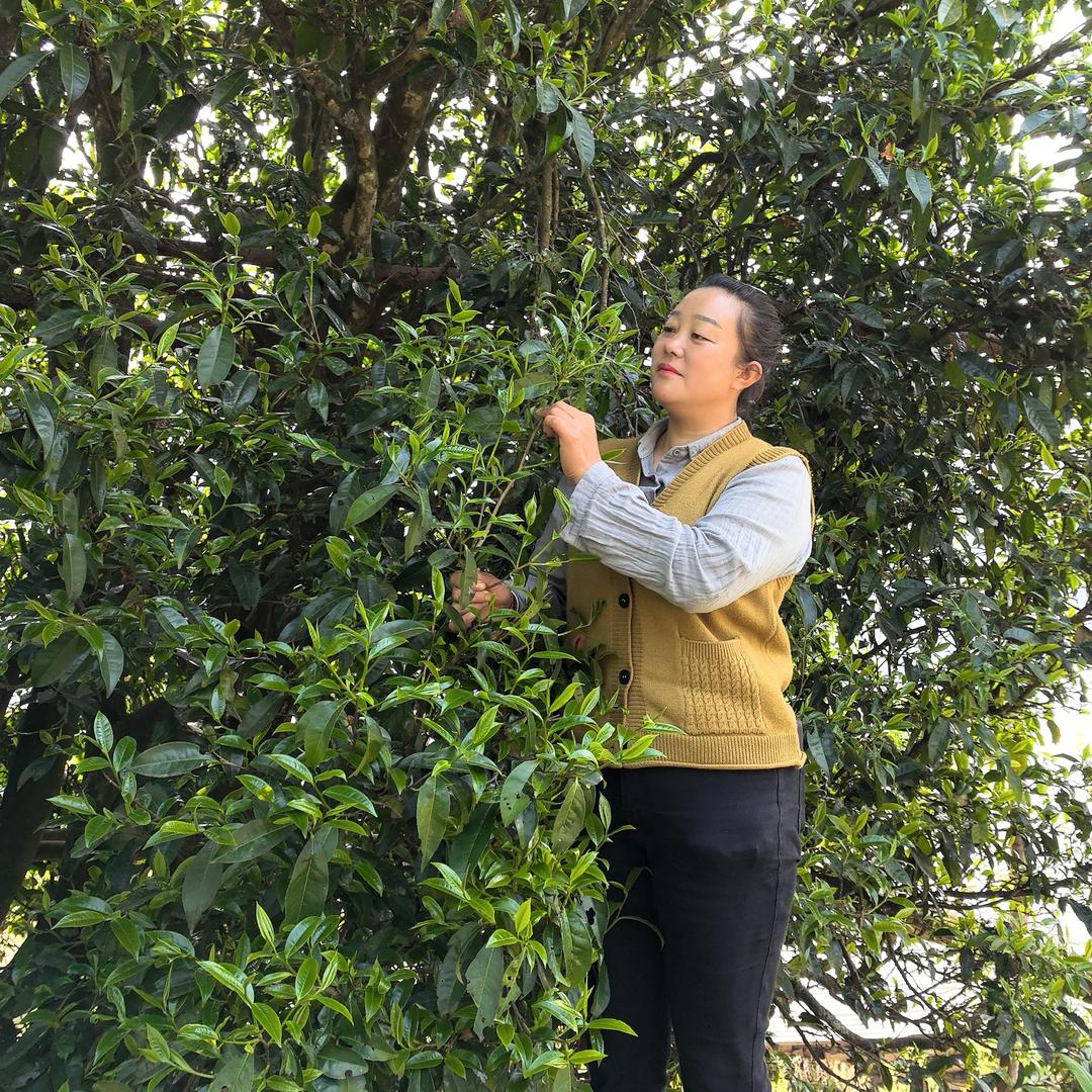 凤庆马二姐古树茶