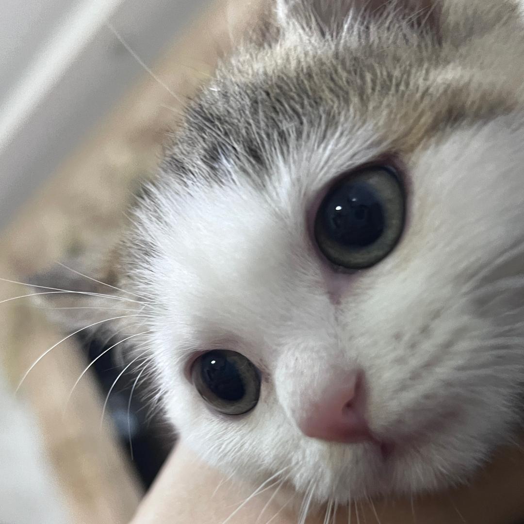 许愿蛋挞＾