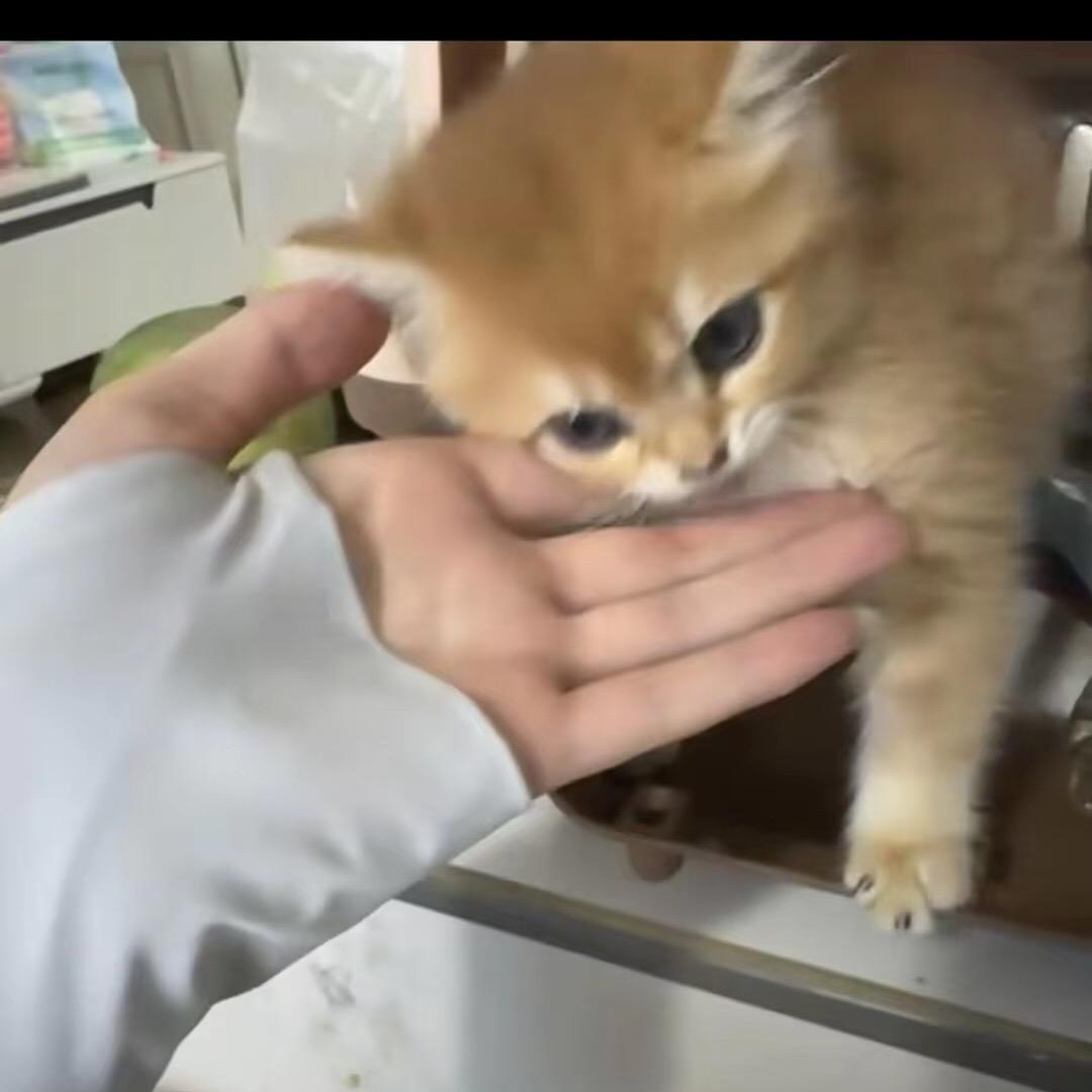 律安小熊