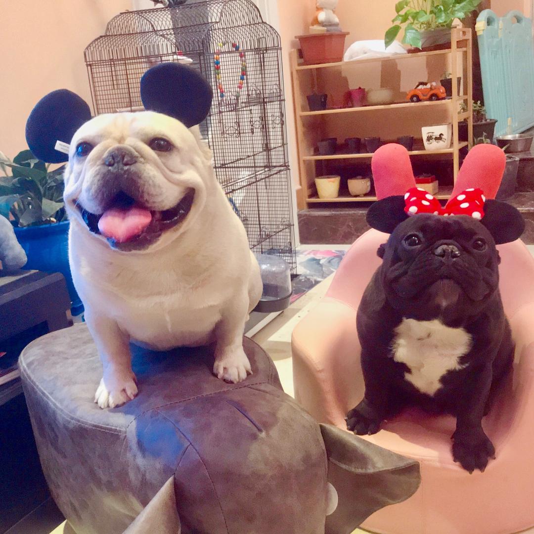 法斗排球（红点犬舍）