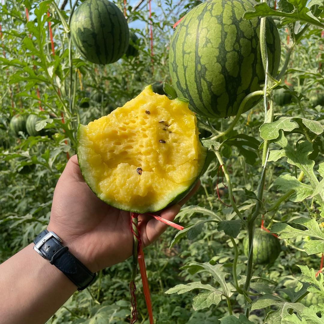 福汝特果蔬